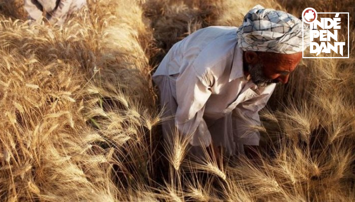 Les prix mondiaux des denrées alimentaires ont encore baissé en décembre